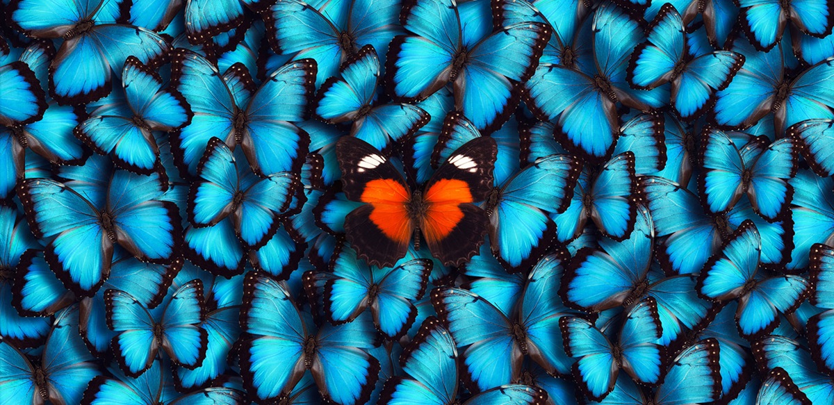Blue butterfly background with an orange butterfly in the centre